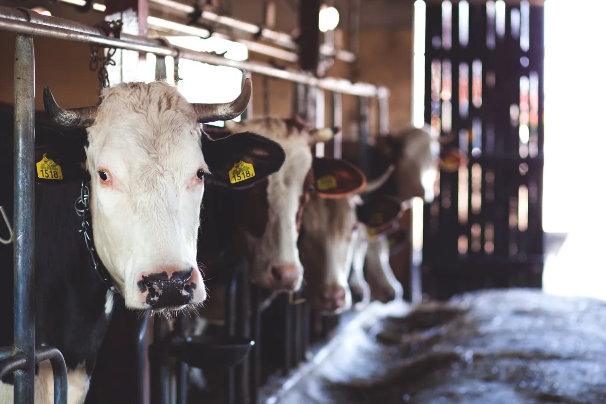 Vacas frisonas en un establo moderno
